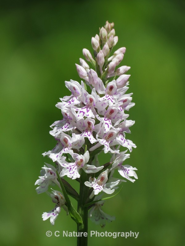Common Spotted Orchid - Plants