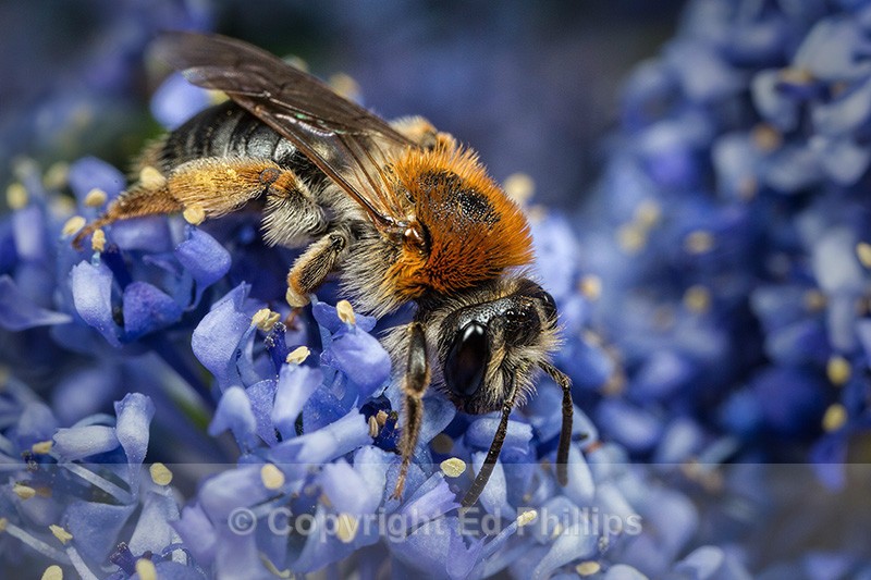 Andrena haemorrhoa (f) - Andrena haemorrhoa