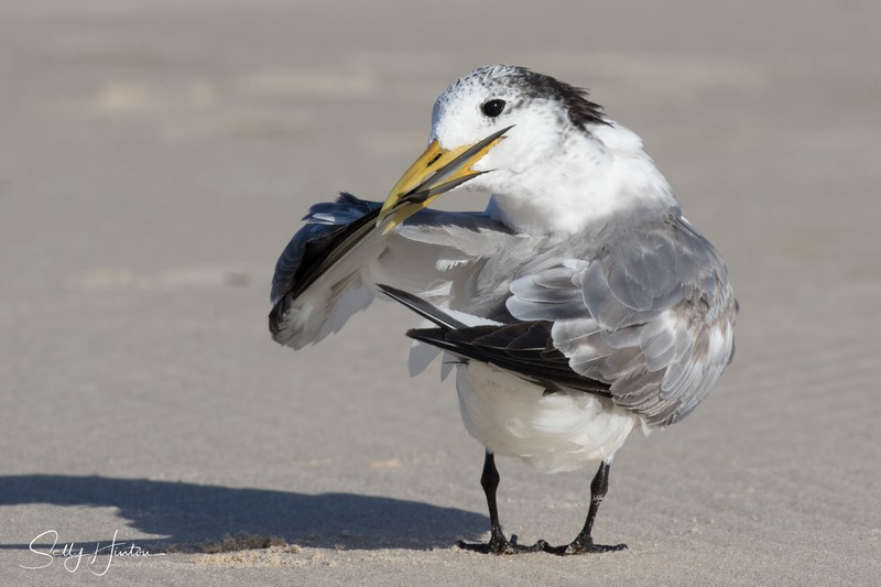 Preening Sand 2