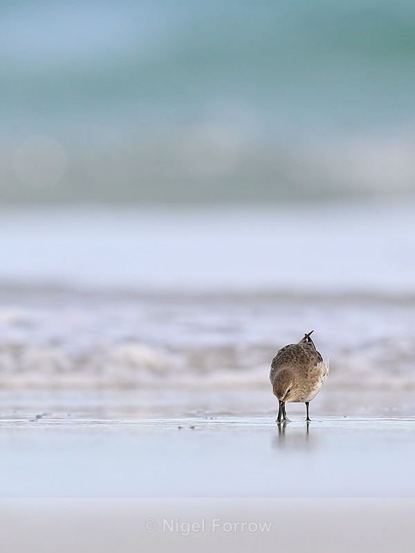 White-rumped Sandpiper probing on beach, Volunteer Point, Falklands - White-rumped Sandpiper