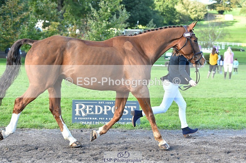 231022-111844-23883 - 556-SHANNONDALE.MOCHA-Lucy.Davies-TrotUp+SJ