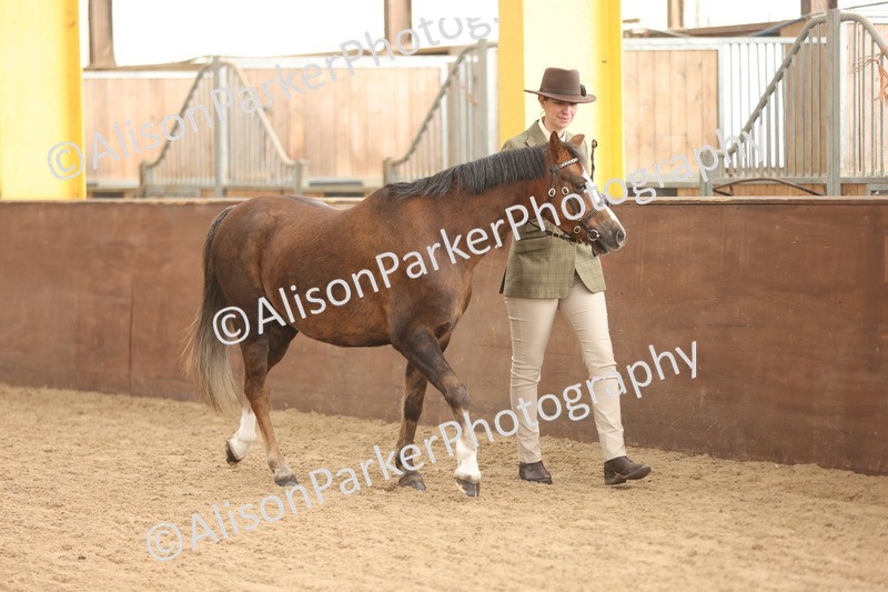 20251109-0587 - Class 22 - Geldings 4 Years and over