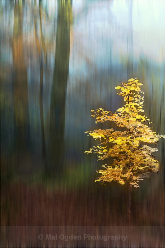 Forest Blur - Digitally Manipulated