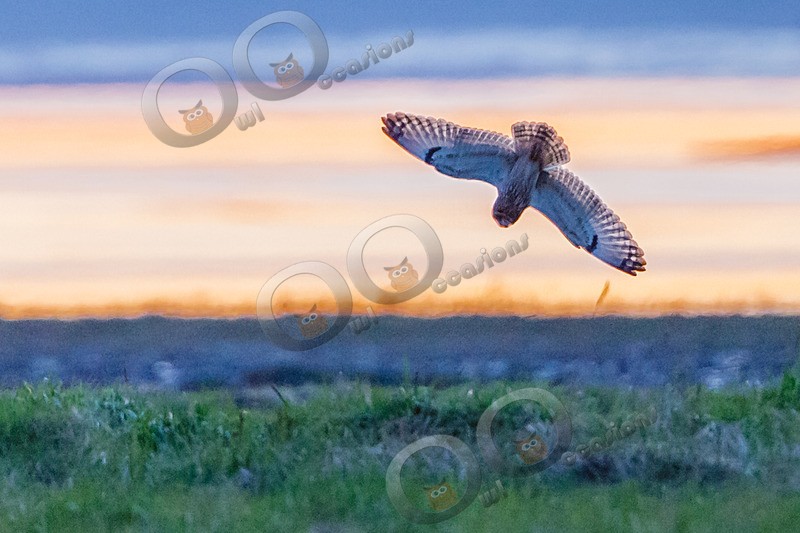 short eared owl Asio flammeus-2588 - Owls of the World