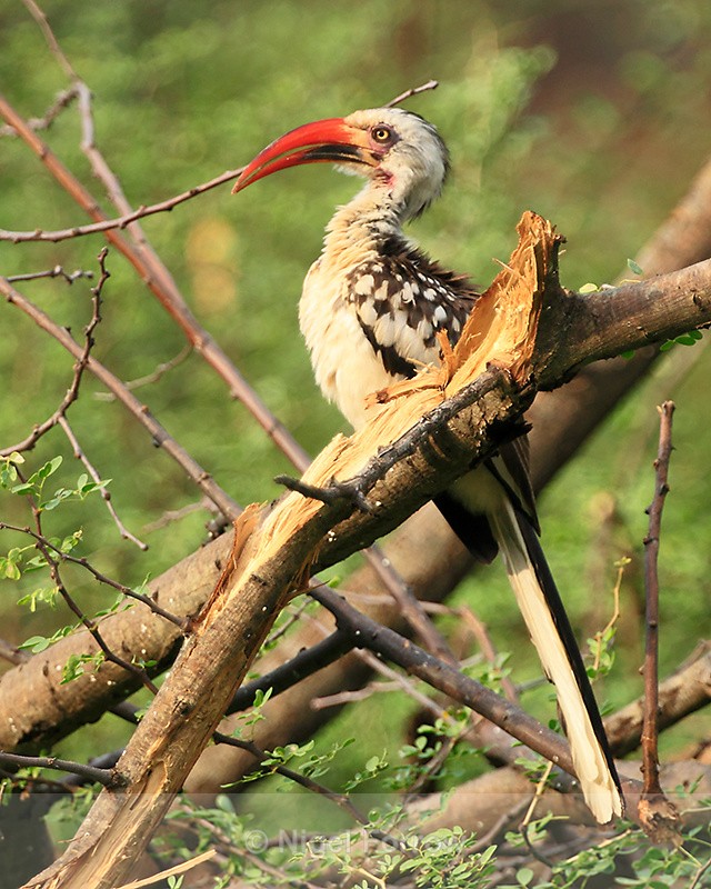 Red-billed Hornbill perched on a branch - Red-billed Hornbill