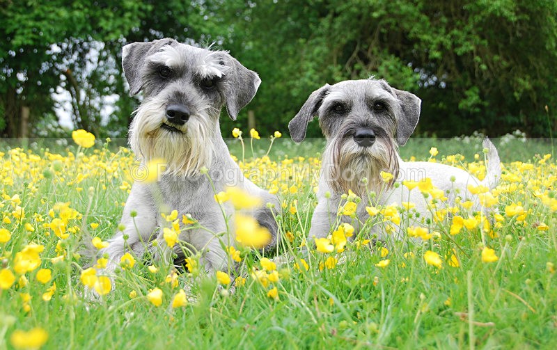  - Schnauzers