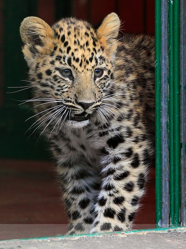 Amur Leopard cub appears around a doorway at the Big Cat Sanctuary - Leopard