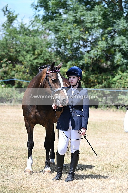 WJ7_2484 - Class 5a Most Handsome Gelding in hand (above 14.2hh)