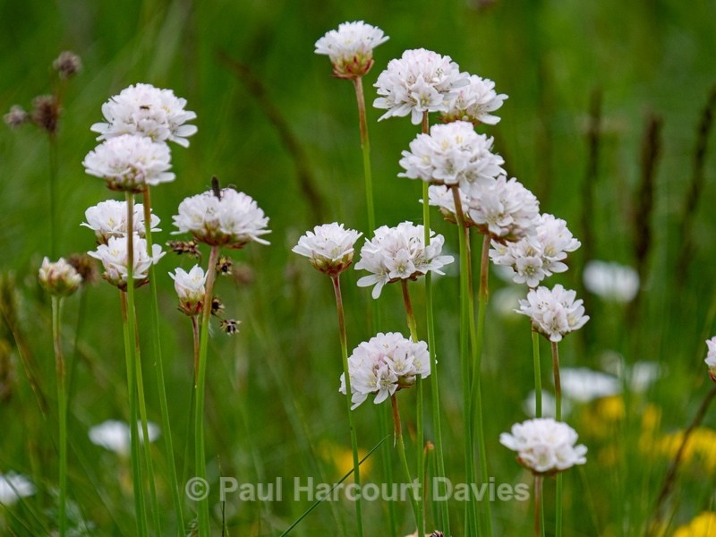 Greyish thrift (Armeria canescens - Wild Flowers - 2