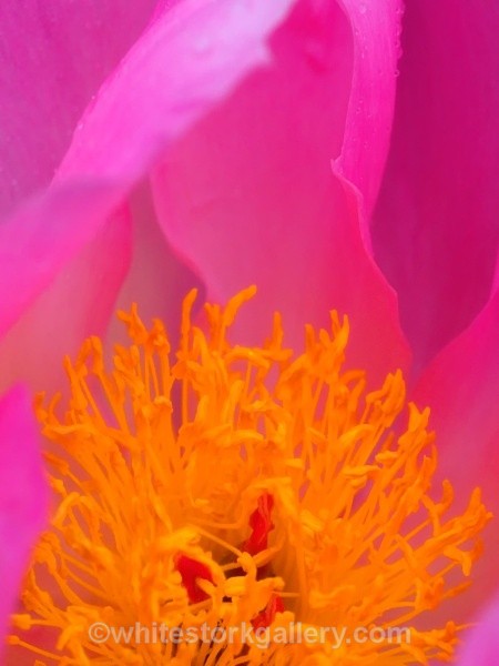 Pink Peony - Up Close !