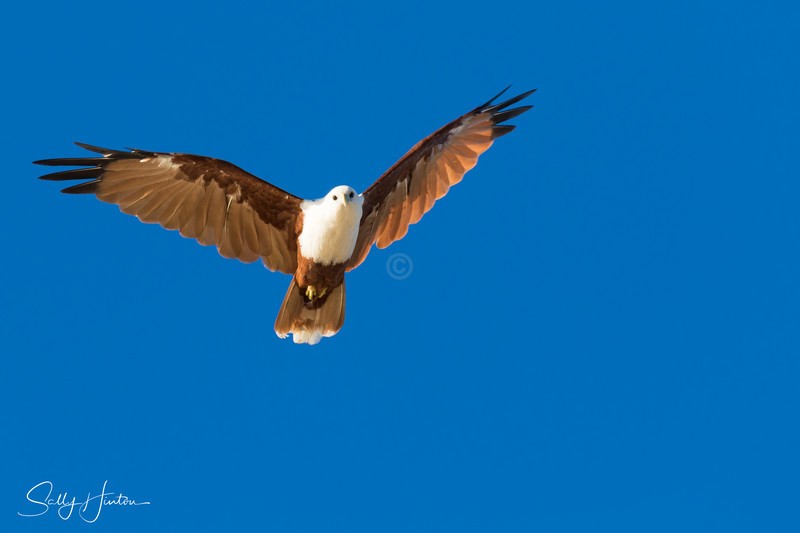 Brahminy Kite 8
