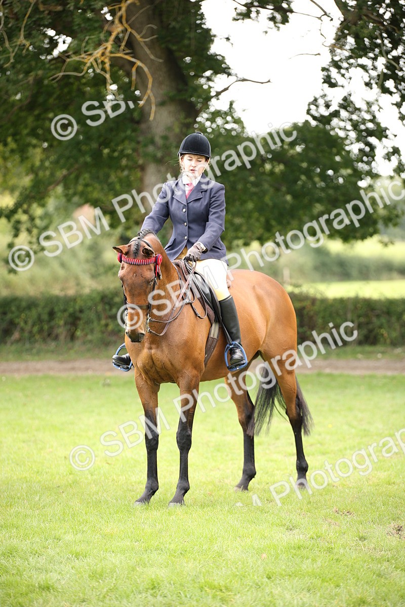 SBM_65951 - S64 - Riding Horse & Hack & Thoroughbred Ridden