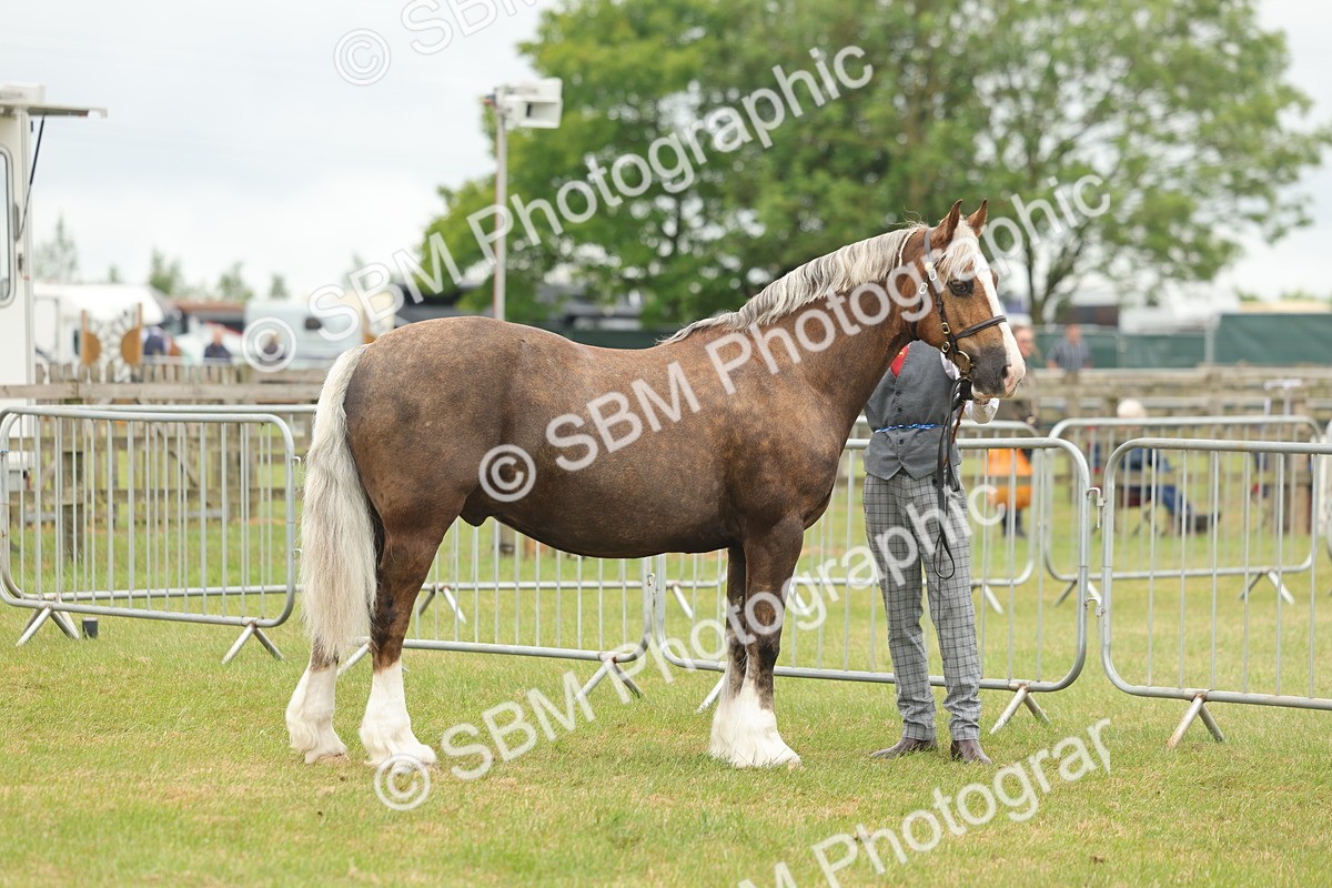 SBM_04873 - Class 50-57 - M&M Welsh Pony In Hand
