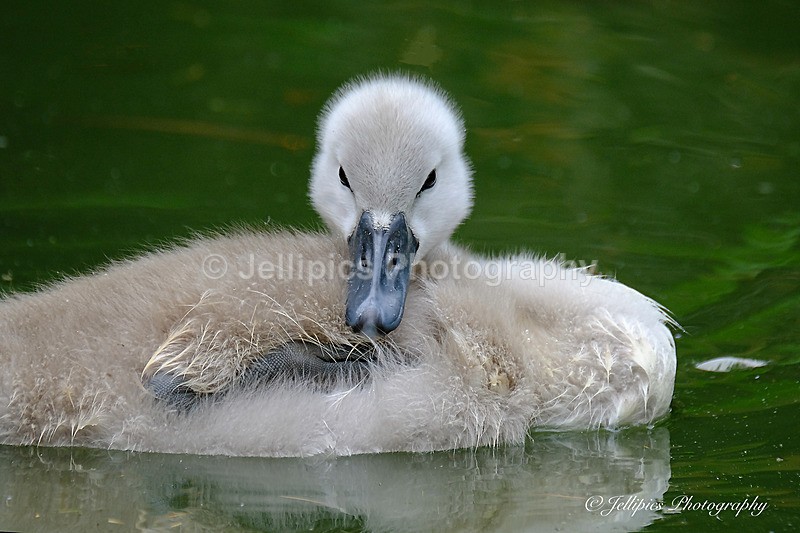  - Wildlife and Nature
