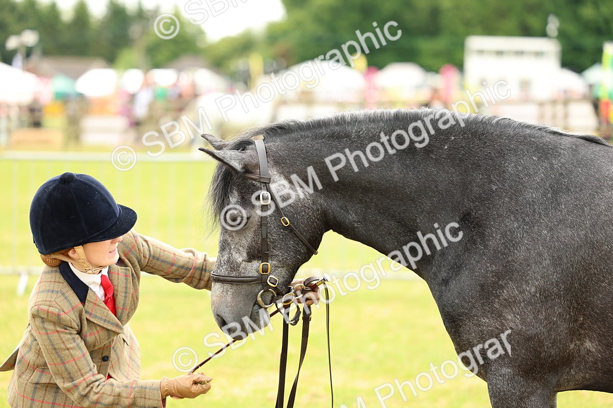 SBM_04067 - Class 64-67 - Shetland Pony In Hand