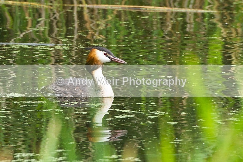 20120708-_MG_0311 - Gt. Crested & Little Grebes