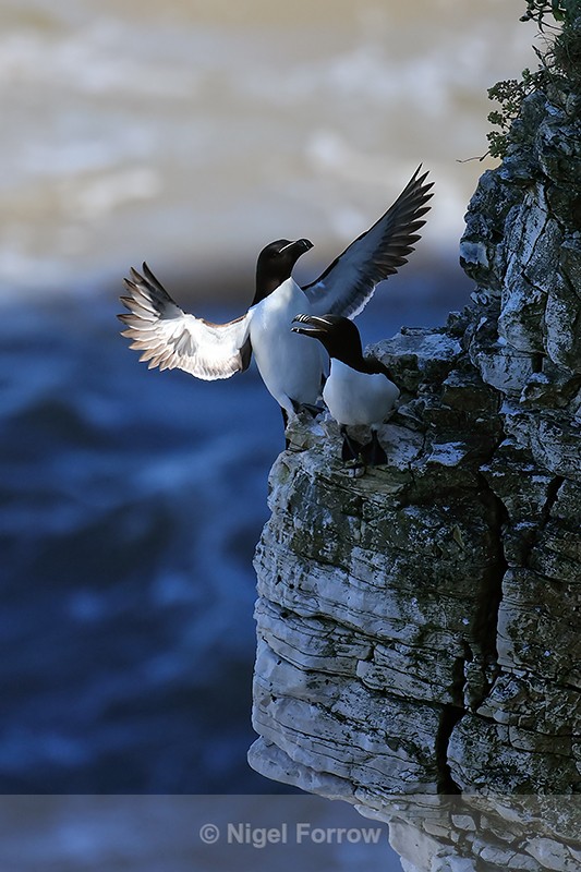 Razorbill lands on cliff ledge, Flamborough Head - Razorbill