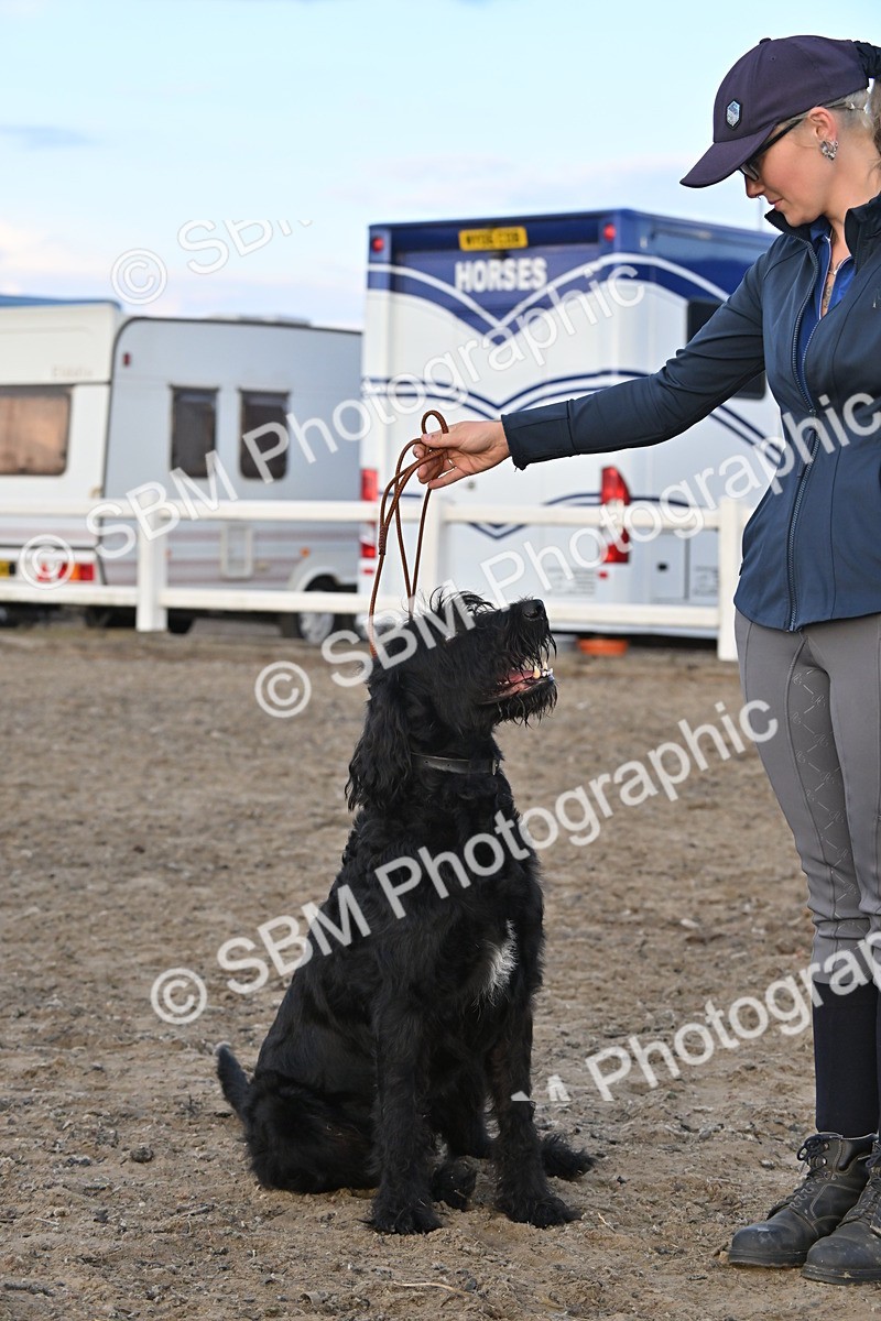 SBM_09607 - Lorry Dogs