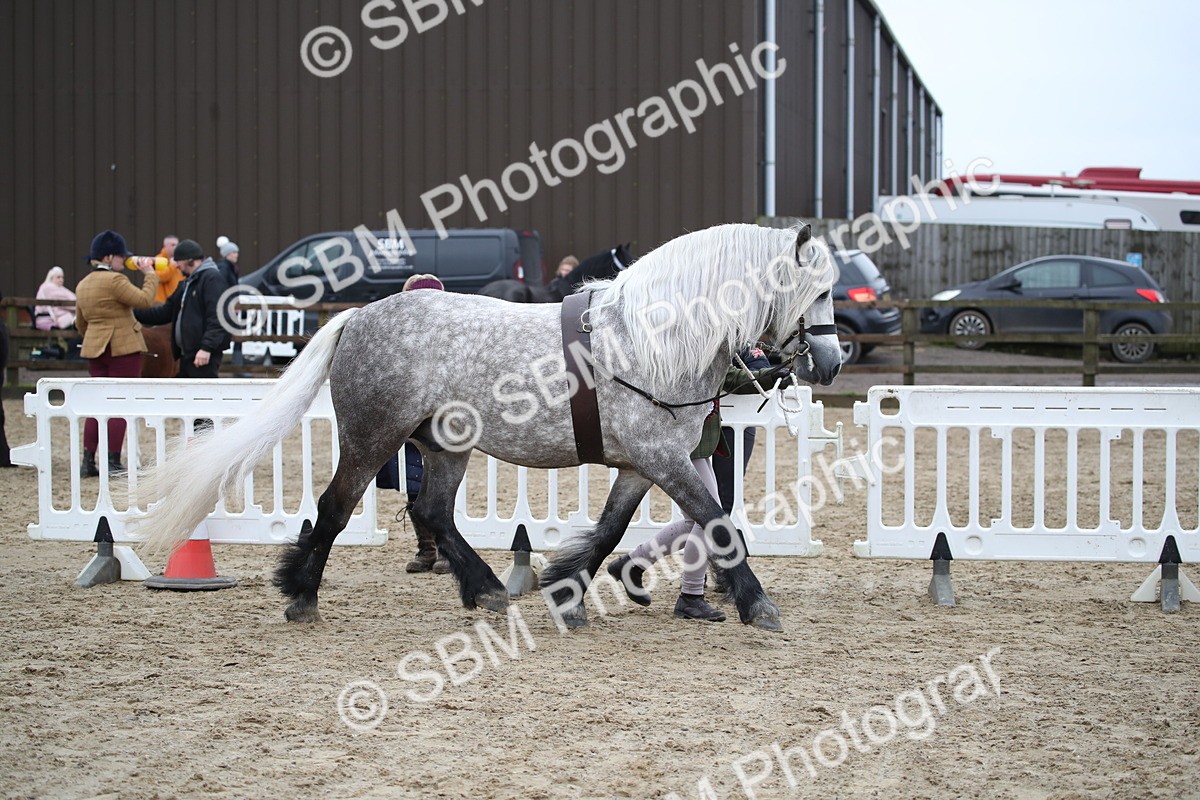 SBM_004093 - Class 1-4 - Young Stock classes Inc. In Hand Championship