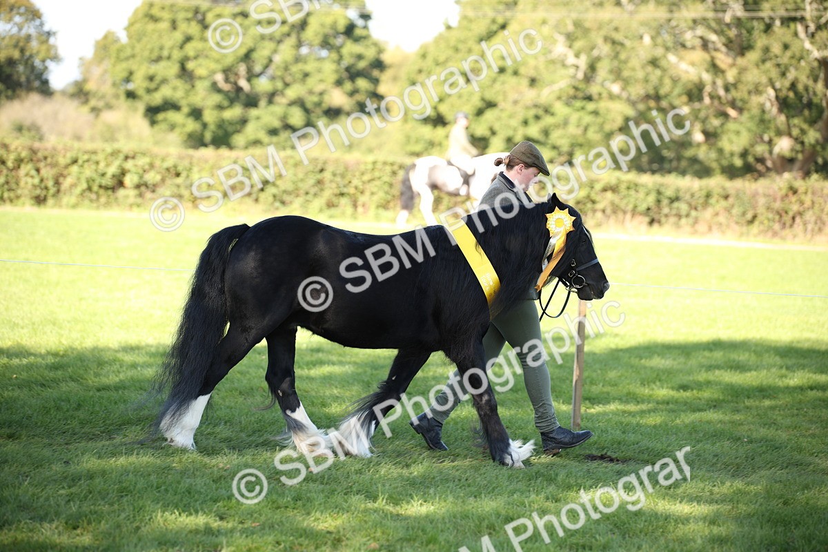 SBM_36694 - S10 - Best In Hand Horse & Pony