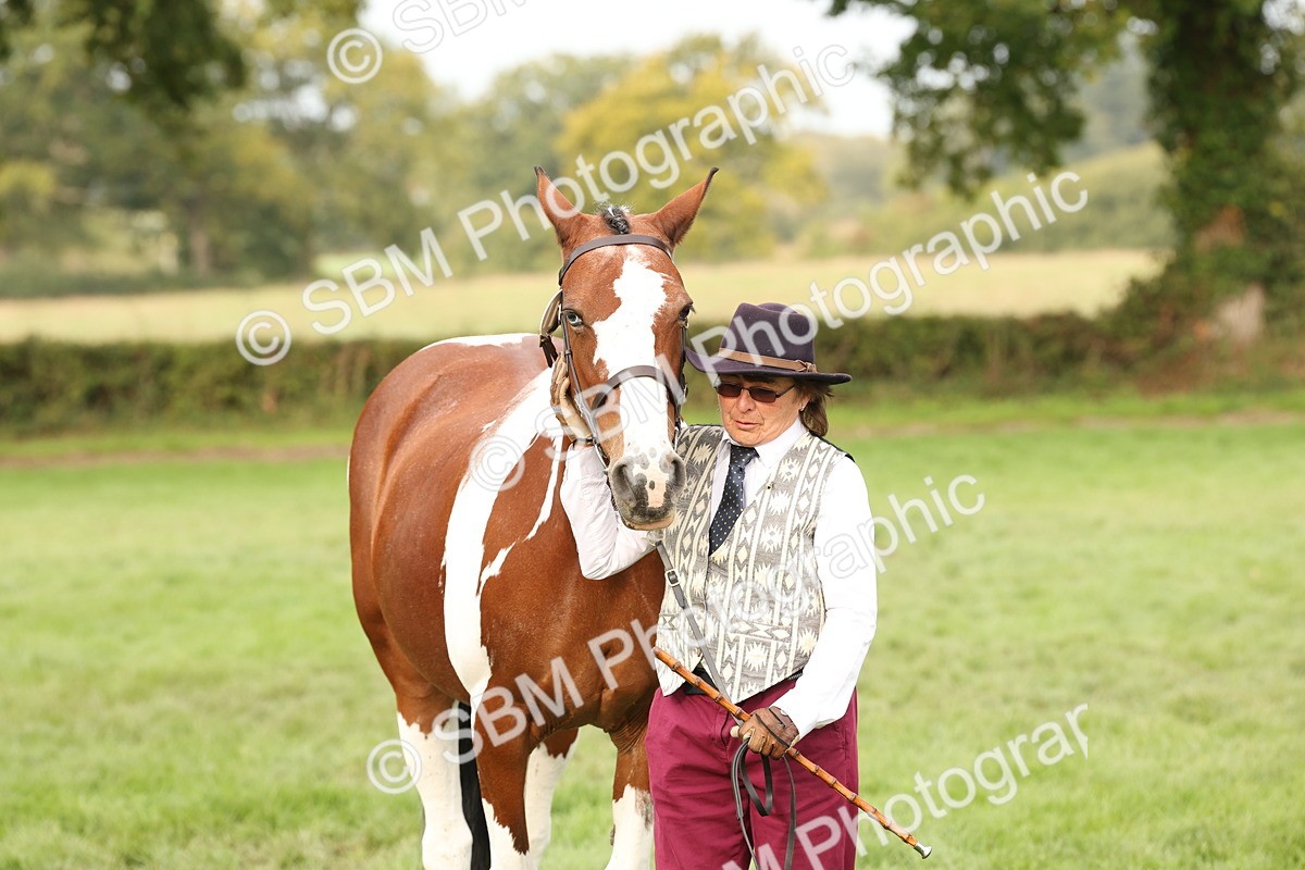 SBM_56821 - S54 - Piebald & Skewbald Horse In Hand
