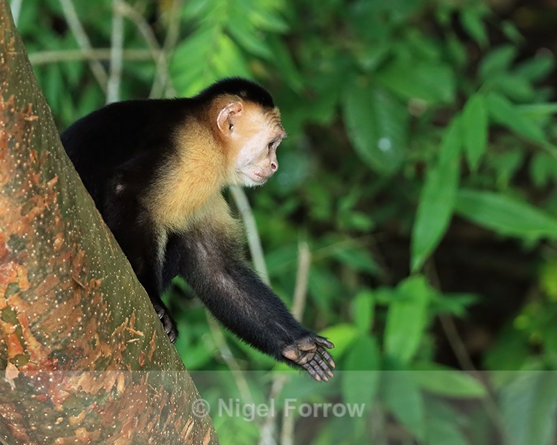 Capuchin monkey extends hand, Panama - Monkey