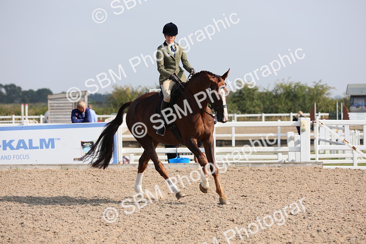 SBM_11378 - Class 305 Ridden Foreign Breeds- Pure Bred