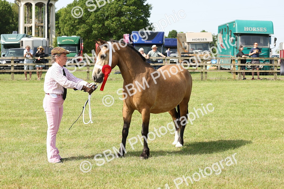SBM_02160 - Class 6-13 - Mountatin and Moorland In Hand Welsh Breeds