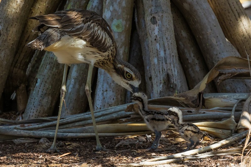 Bush-Stone Curlew