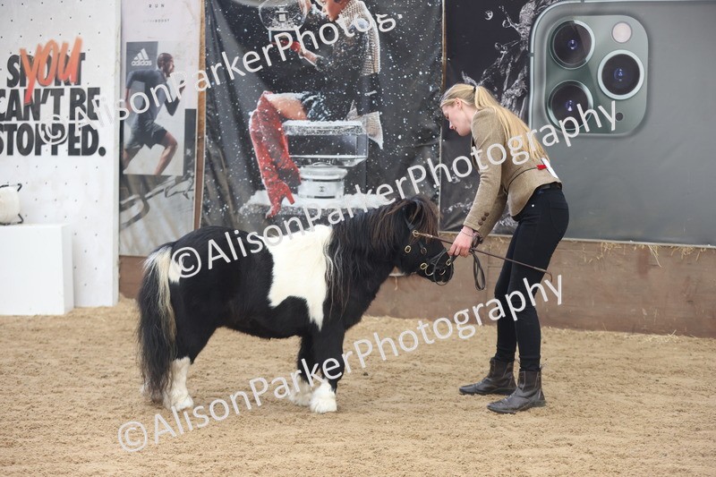 20251109-0276 - Class 12 - Stallions 4 Years and Over