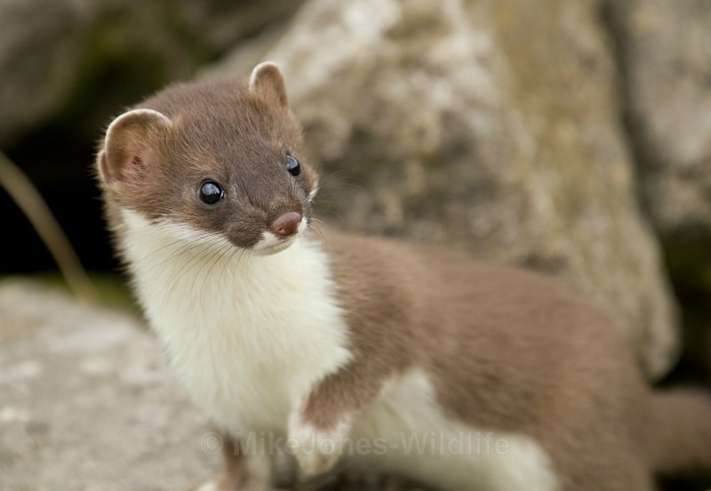 Stoat Kit. Conwy, ref st 17 - STOATS (KITS)