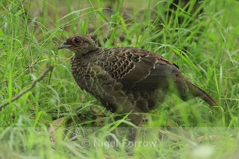 Kalij Pheasant (juvenile), Kipukapuaulu, Hawaii - Kalij Pheasant