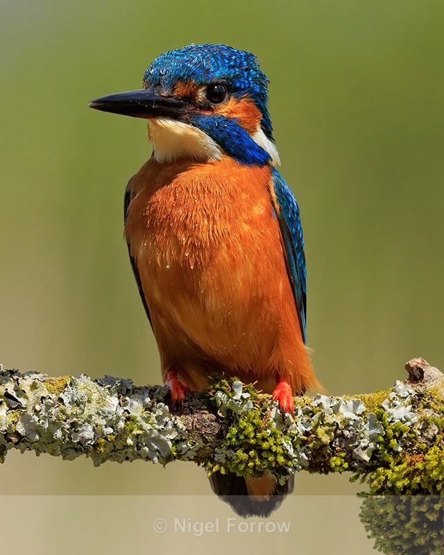 Kingfisher (male) portrait, Scotland - Kingfisher