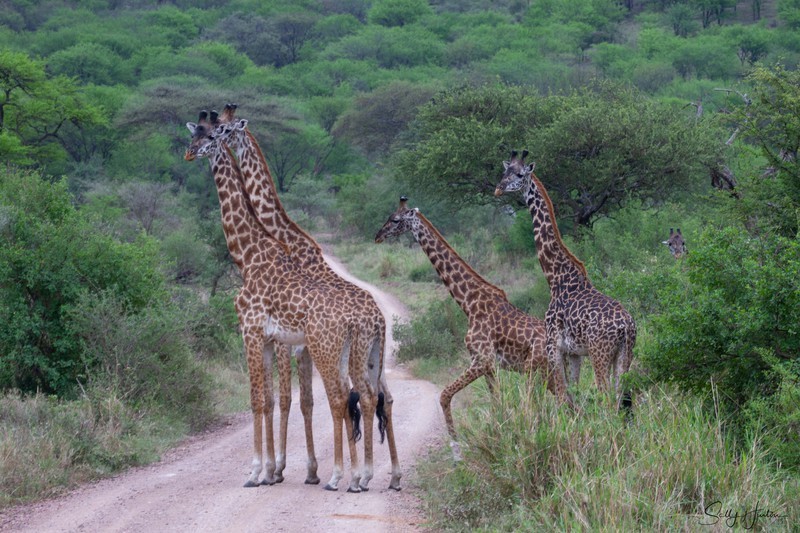A Travel of Giraffe 1