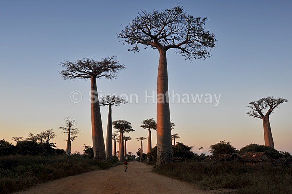  - Madagascar