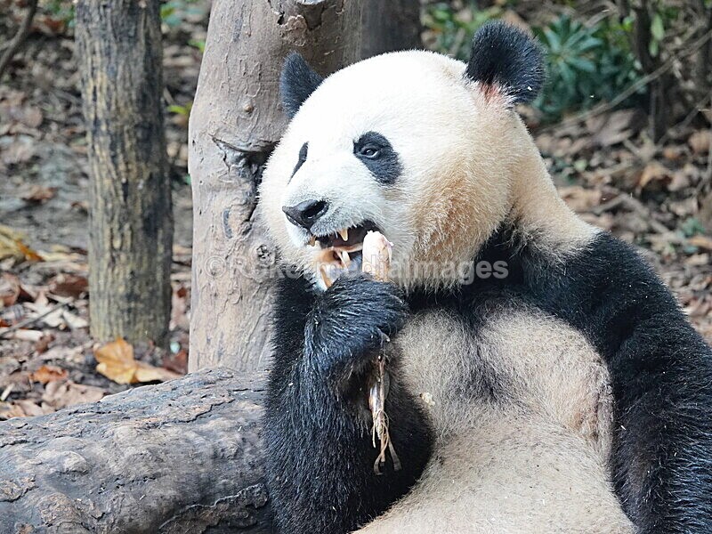 CHINA__0058 - China 2019