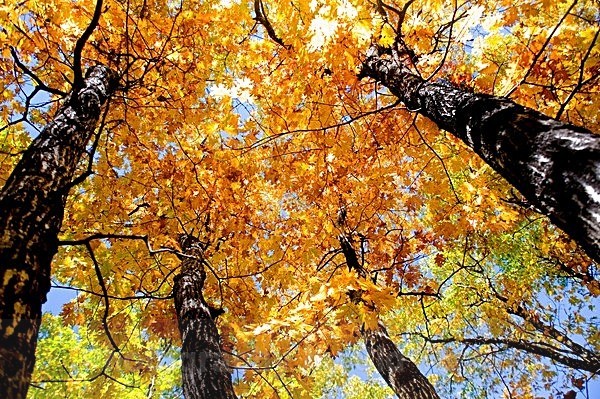  - Autum