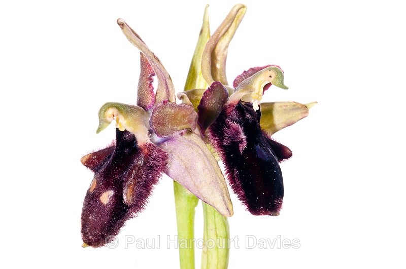  - WB: Orchids - Ophrys