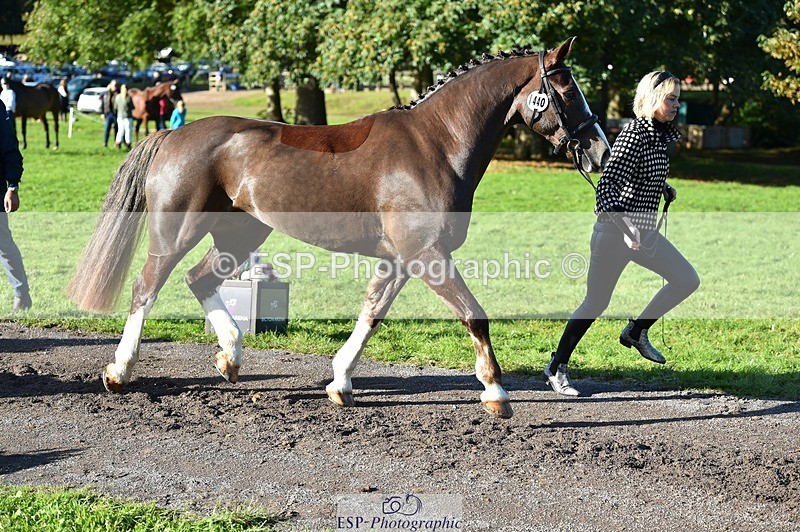 231022-103908-22640 - 440-LODOR.CARL-Katie.Mathias-TrotUp+SJ