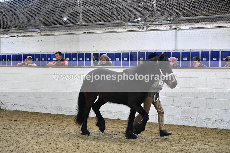 WJ5_3505 - Class 1 Youngstock