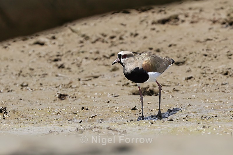 Southern Lapwing, Rio Sierpe, Costa Rica - Southern Lapwing