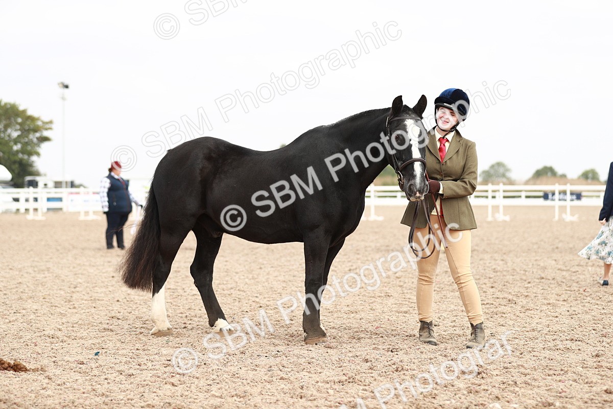 SBM_11885 - Class 206 IH Non Show Type Pony
