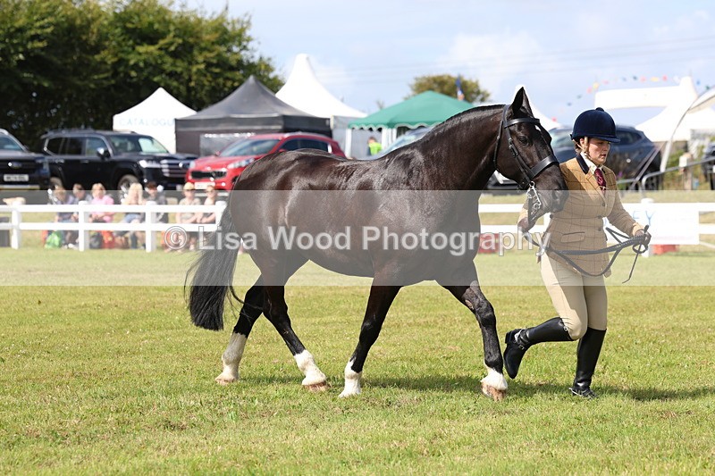 3E7A9993 - Class 5: Rising Star Lightweight/Heavyweight Cobs