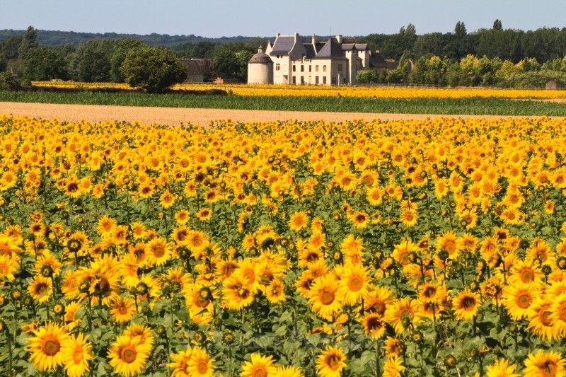 Chateau and Sunflowers - European Landscapes