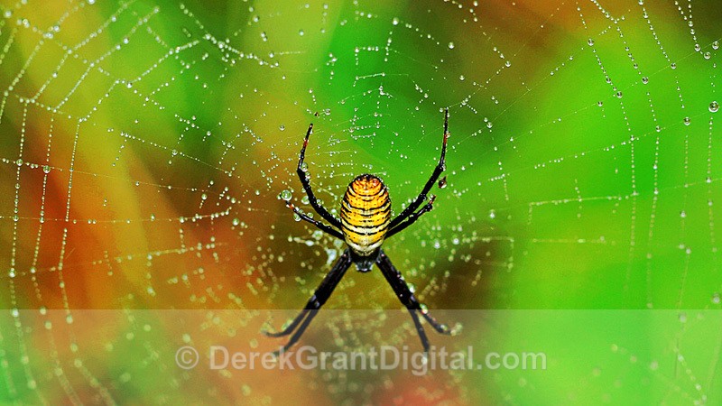 After the Rain - Spiders of Atlantic Canada