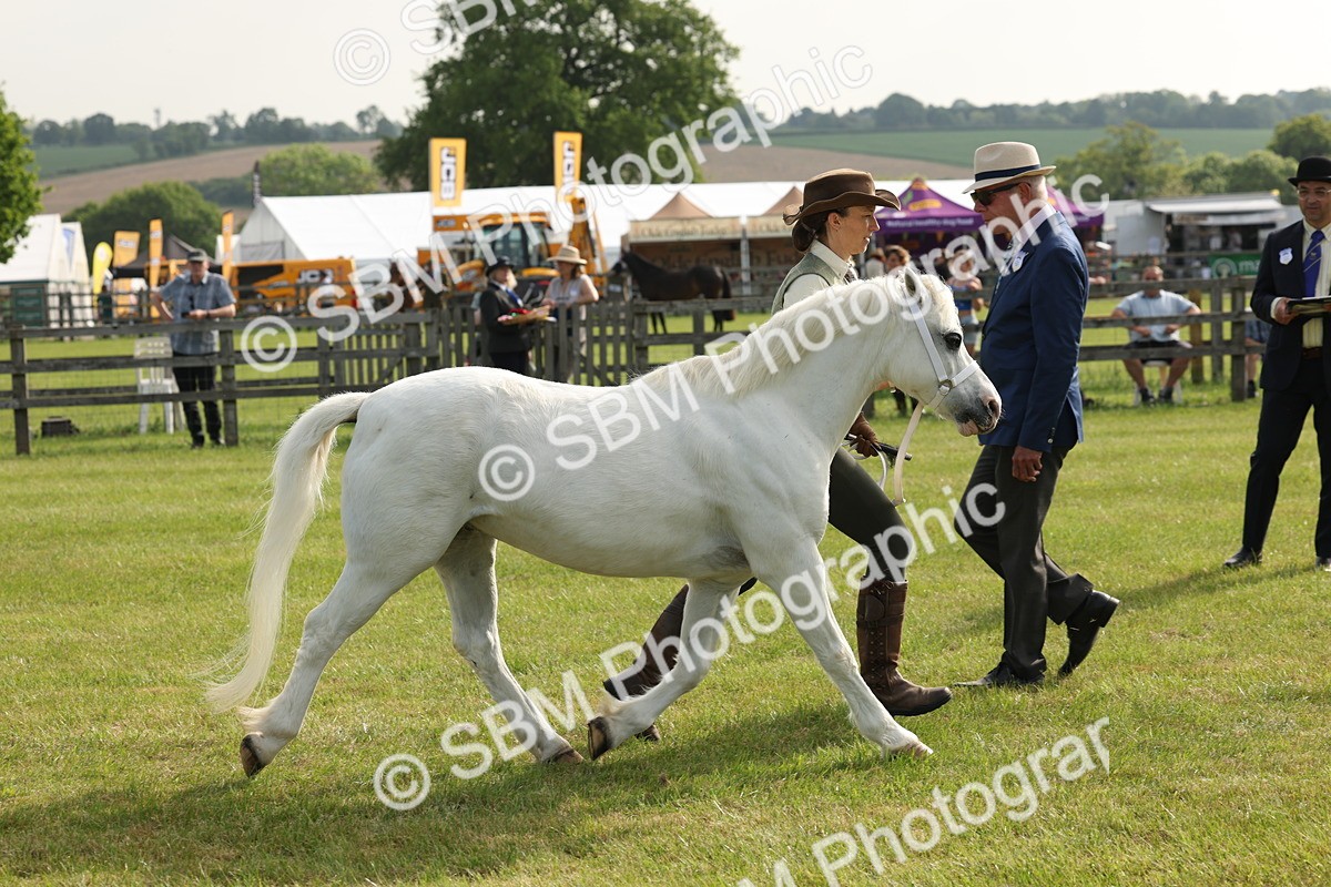 SBM_00572 - Class 6-13 - Mountatin and Moorland In Hand Welsh Breeds