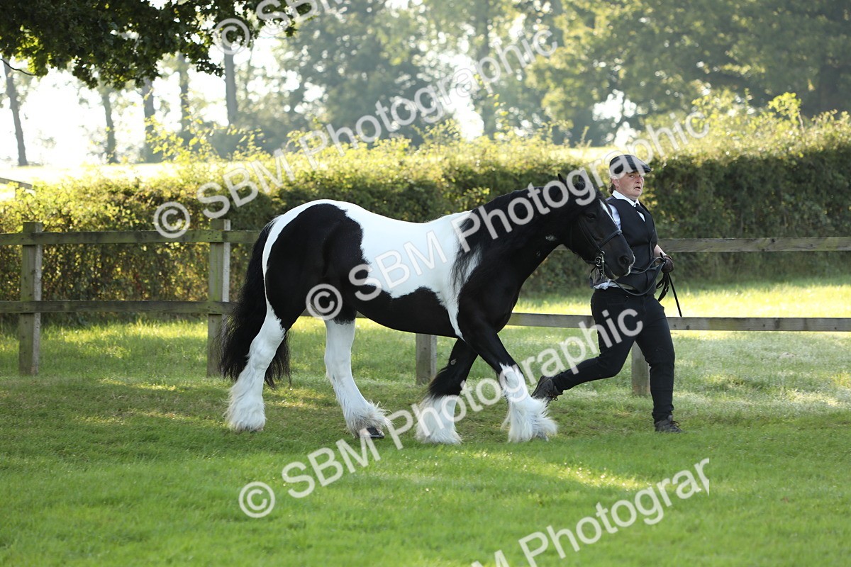 SBM_60874 - S43 - Coloured Pony In Hand