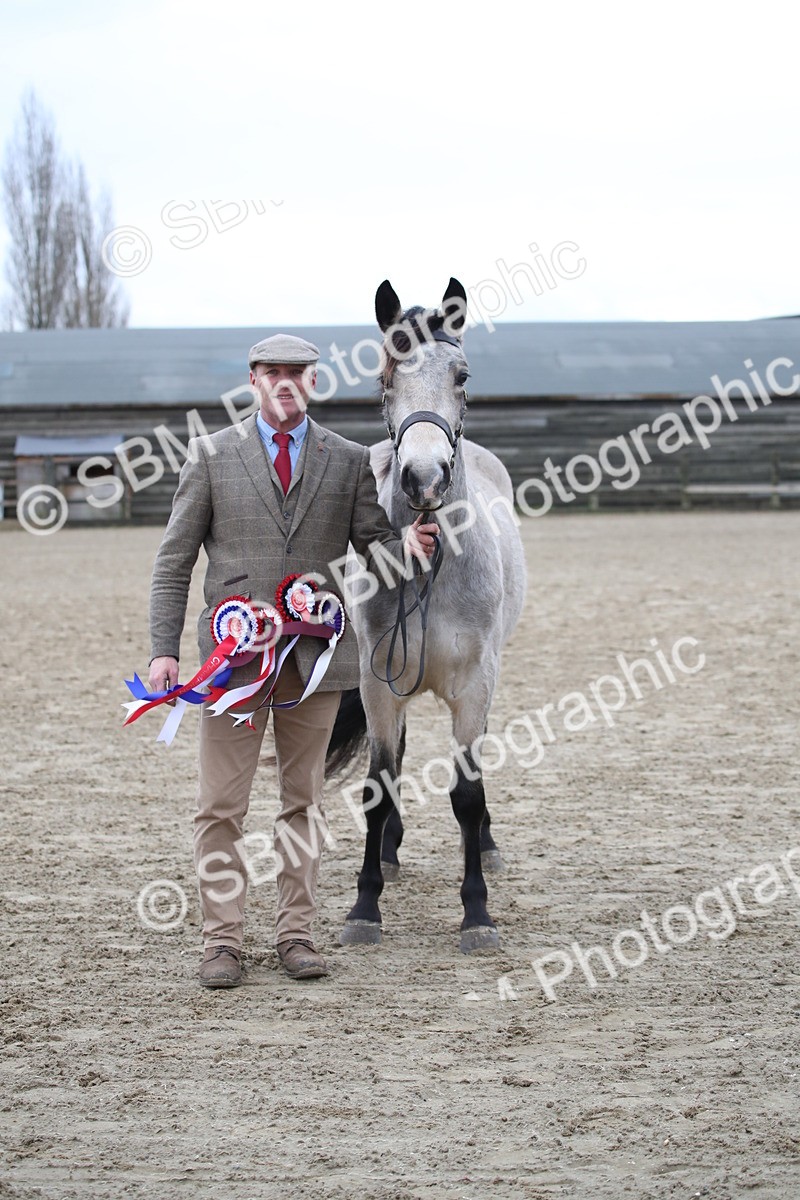 SBM_004116 - Class 1-4 - Young Stock classes Inc. In Hand Championship