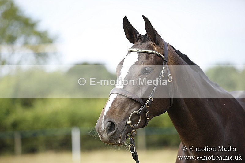 _C7A9148 - BVRC Sow 2018 Ring 2