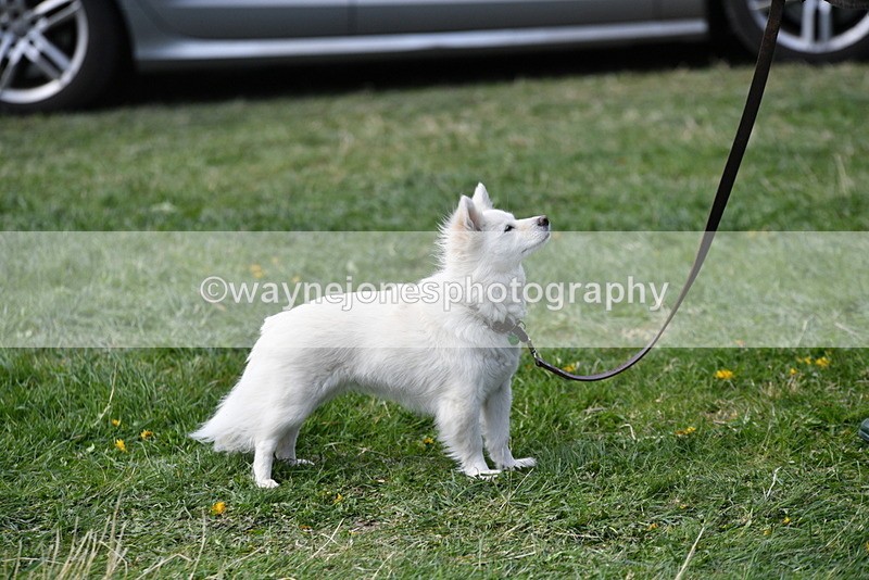 WJ5_0811 - Best in Show Championship